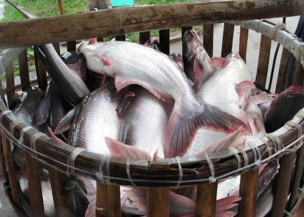 Benih Ikan Patin Terbaik