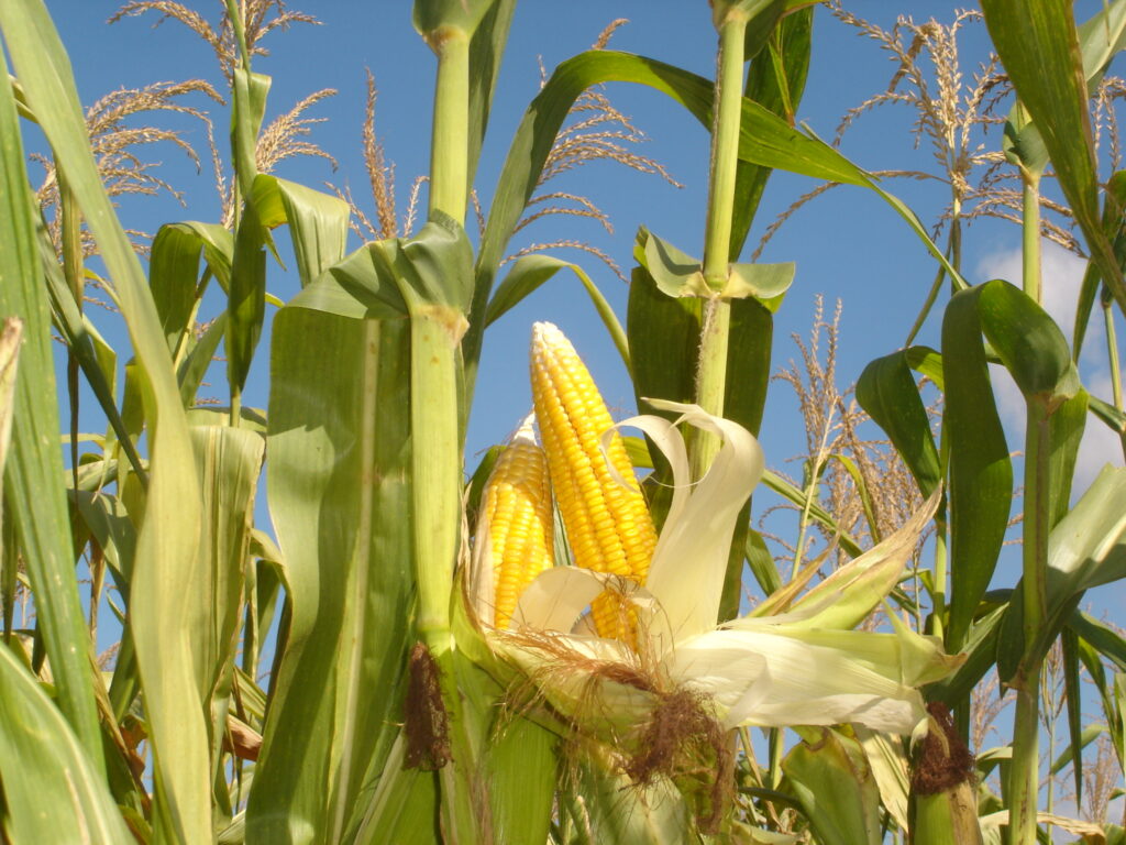 Cara Budidaya Tanaman Jagung