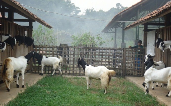 Sekilas Tentang Ternak Kambing