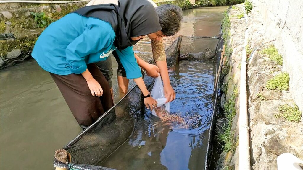 Tips dan Cara Membudidayakan Ikan Nila