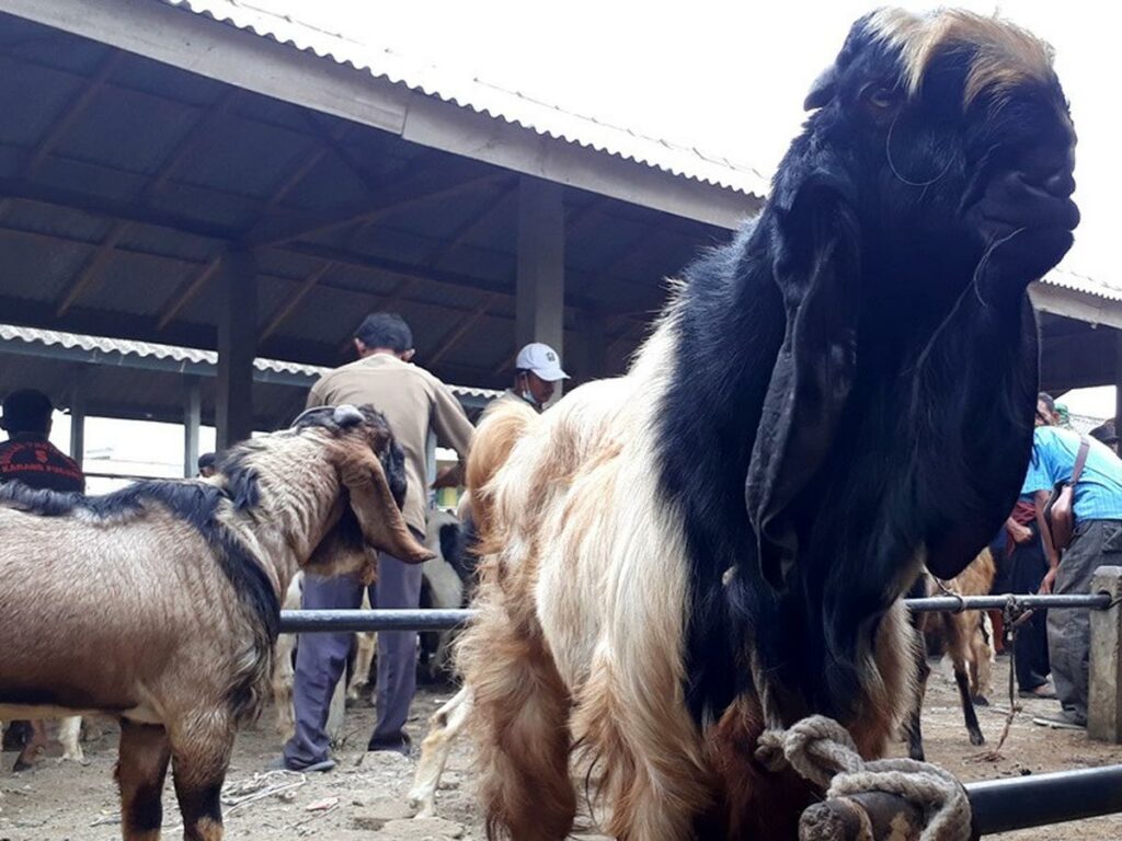 Usaha Ternak Kambing Etawa